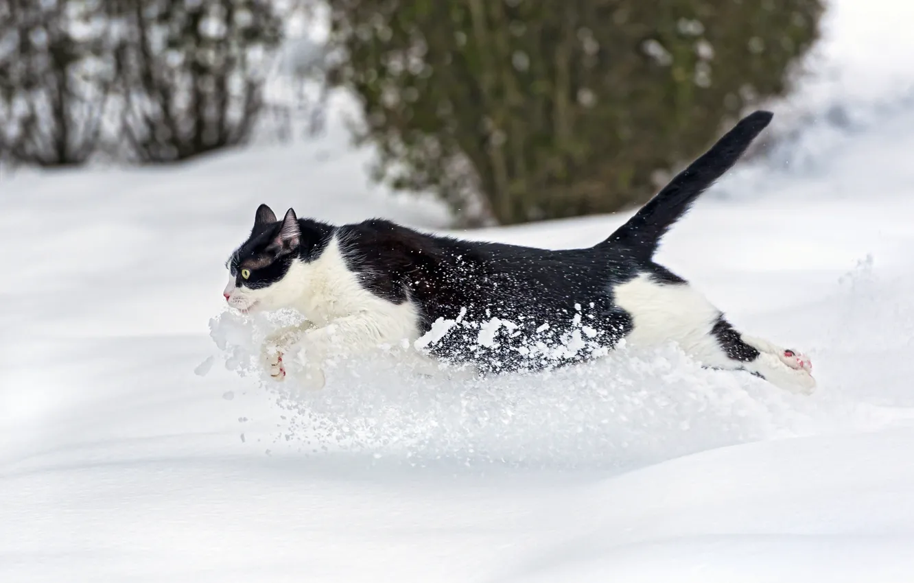 Photo wallpaper winter, cat, cat, snow, runs, ©Tambako The Jaguar