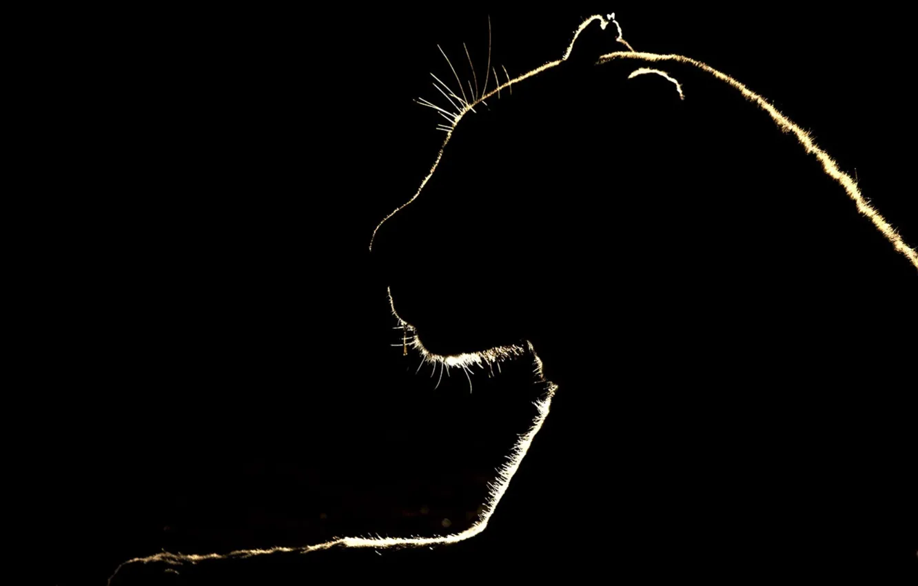 Photo wallpaper cat, silhouette, outline