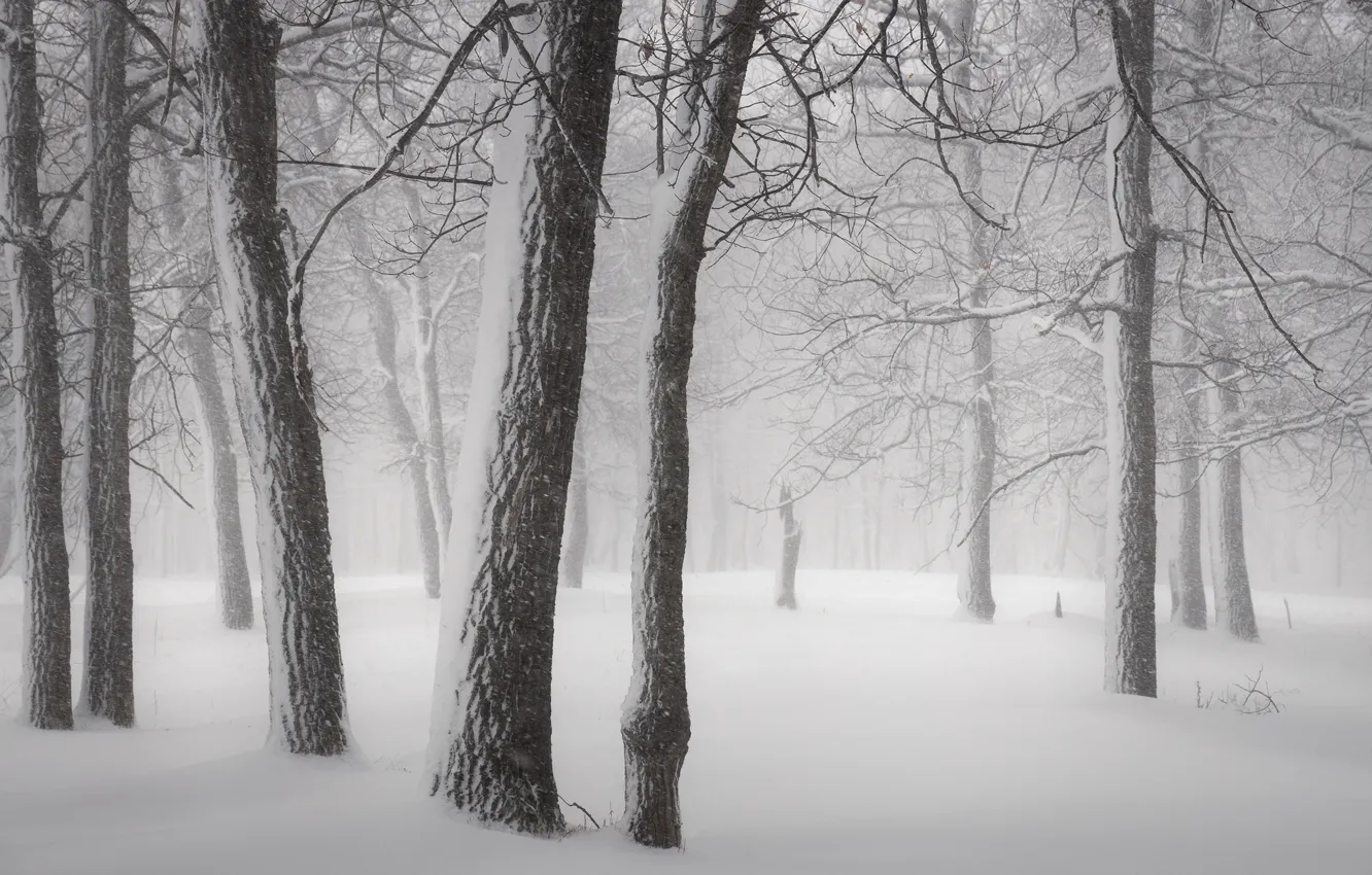 Photo wallpaper winter, forest, snow, trees, branches, fog, the snow, haze