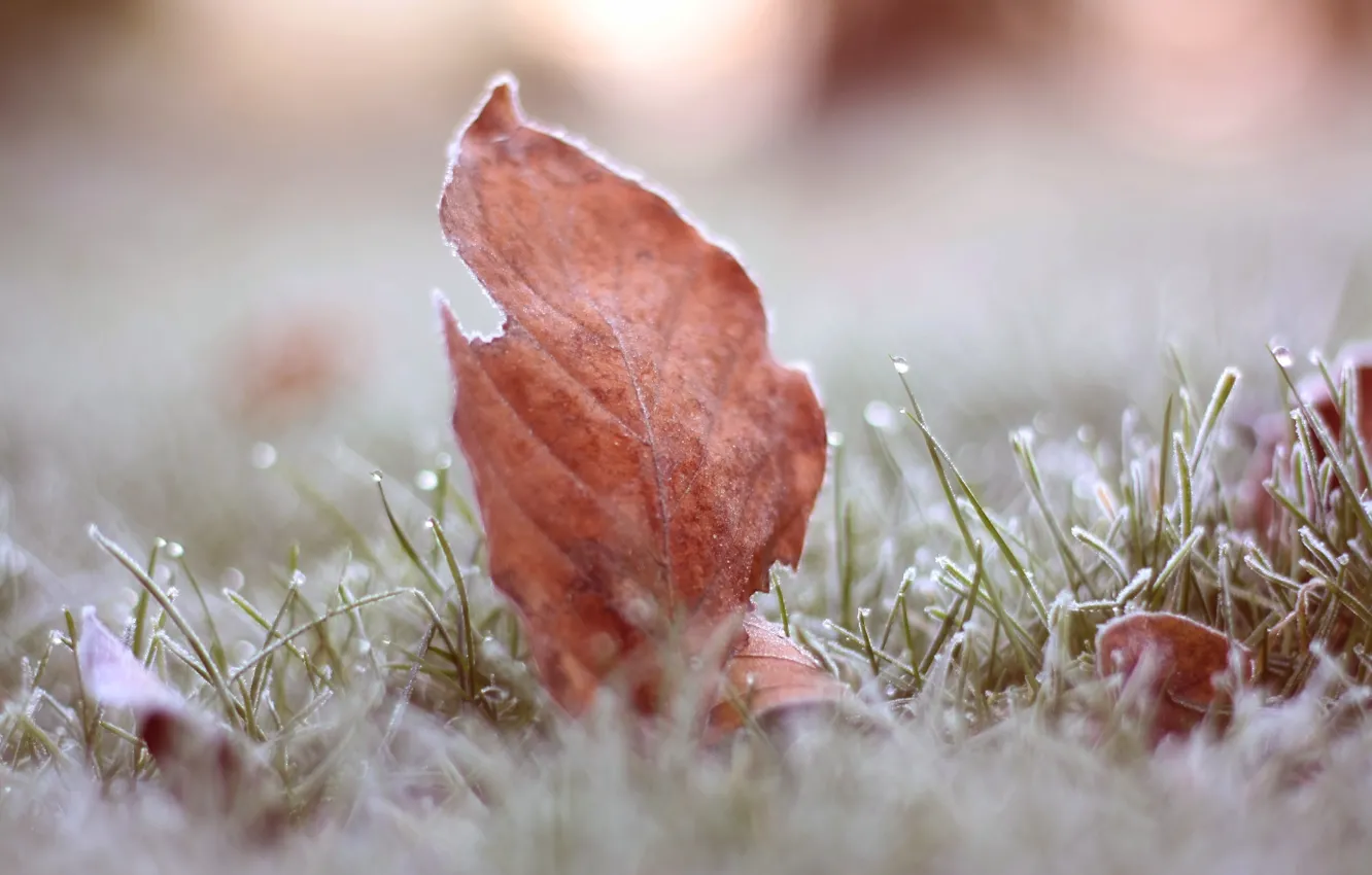Photo wallpaper frost, grass, leaves, macro