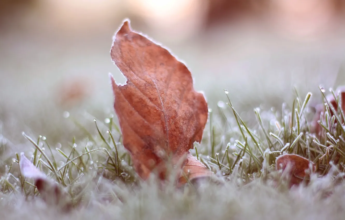 Photo wallpaper frost, grass, macro, sheet