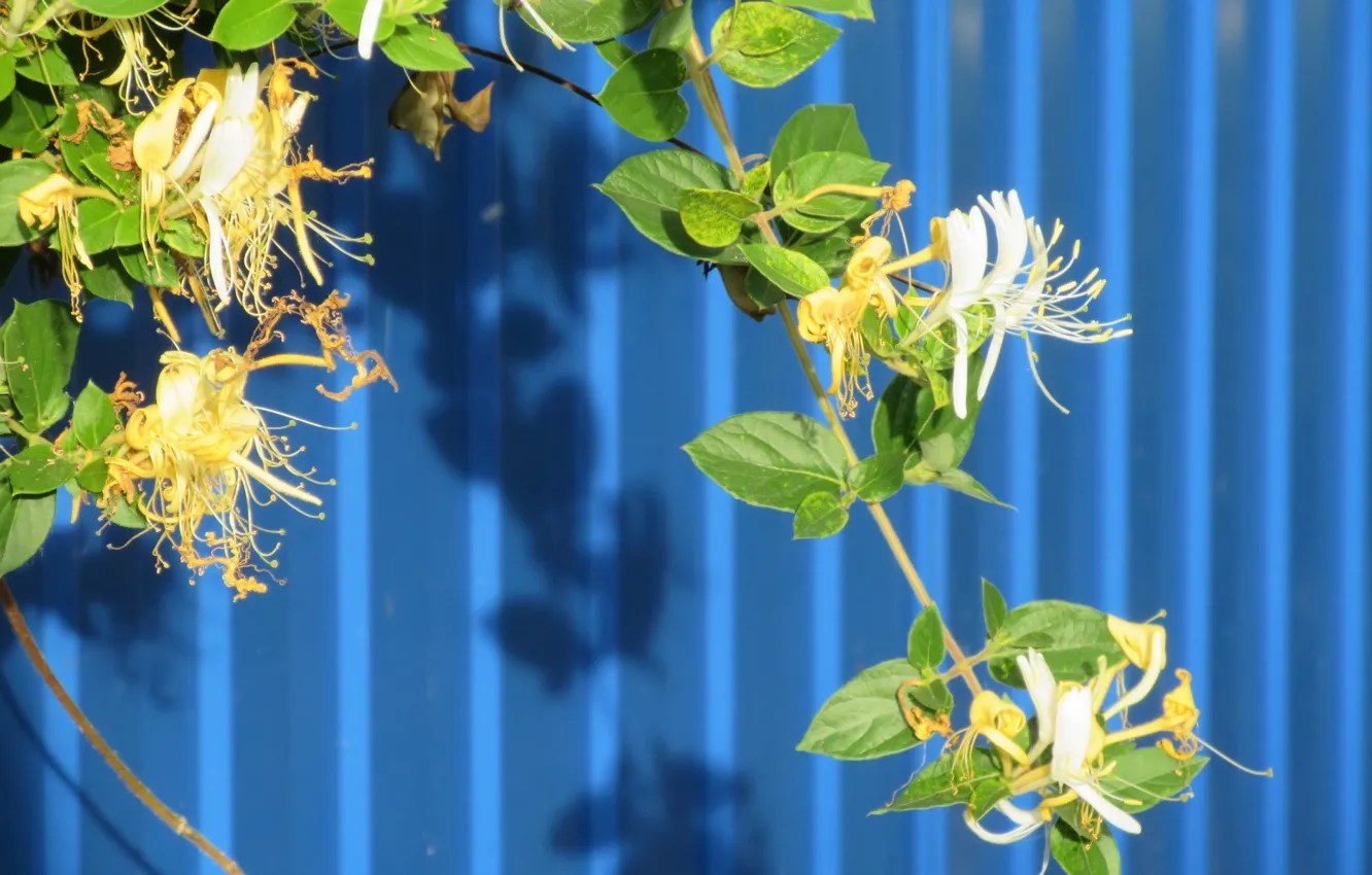 Photo wallpaper the fence, the bushes, blue background, white flowers, Mamala ©, Summer 2018