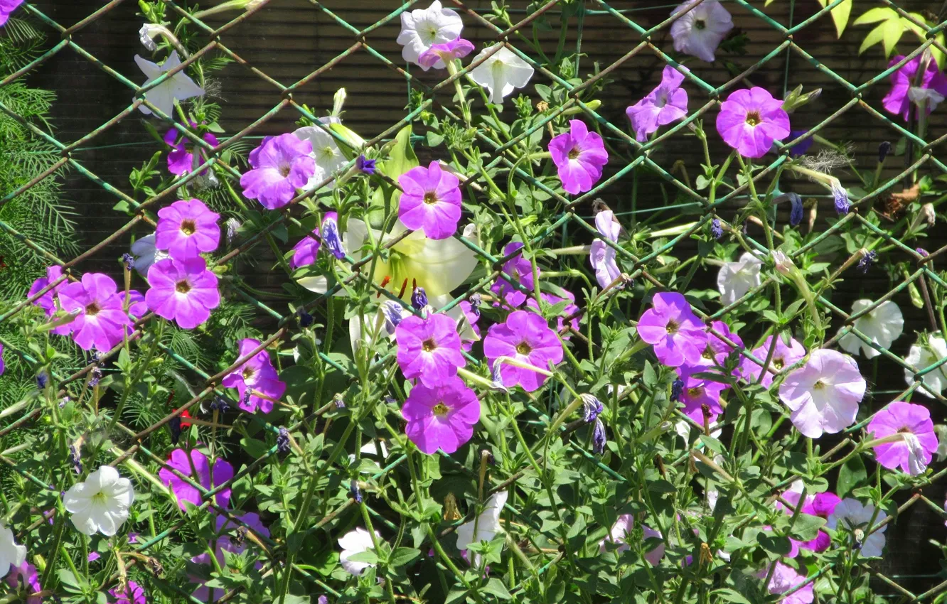 Photo wallpaper flowers, mesh, Petunia, Meduzanol ©, Summer 2018