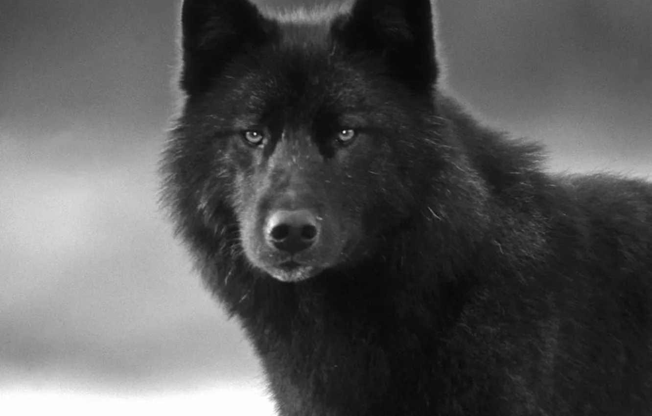 Photo wallpaper nature, snow, predator, face, animal, wolf, wildlife, portrait
