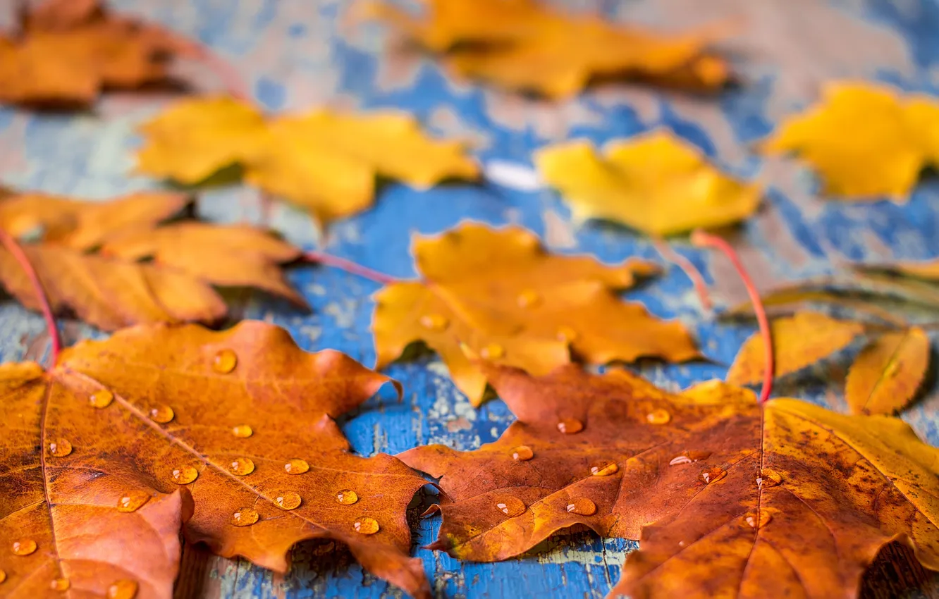 Photo wallpaper autumn, leaves, background, colorful, rainbow, maple, wood, autumn
