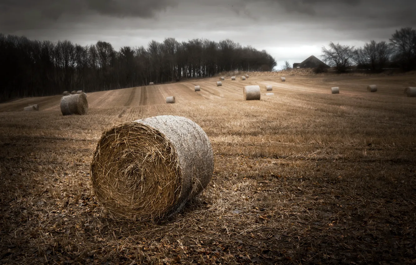 Photo wallpaper field, nature, hay