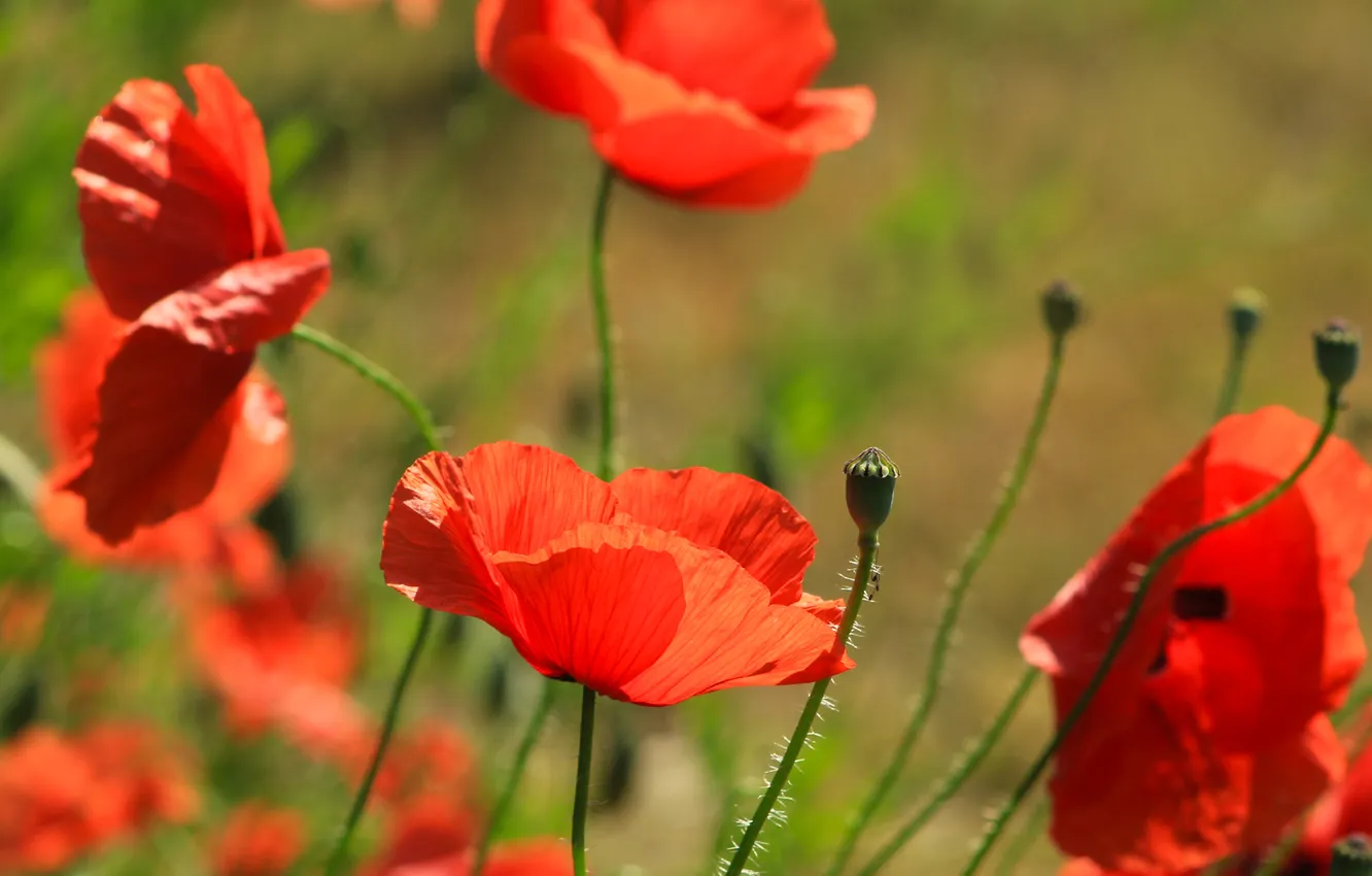Photo wallpaper red, flower, poppy