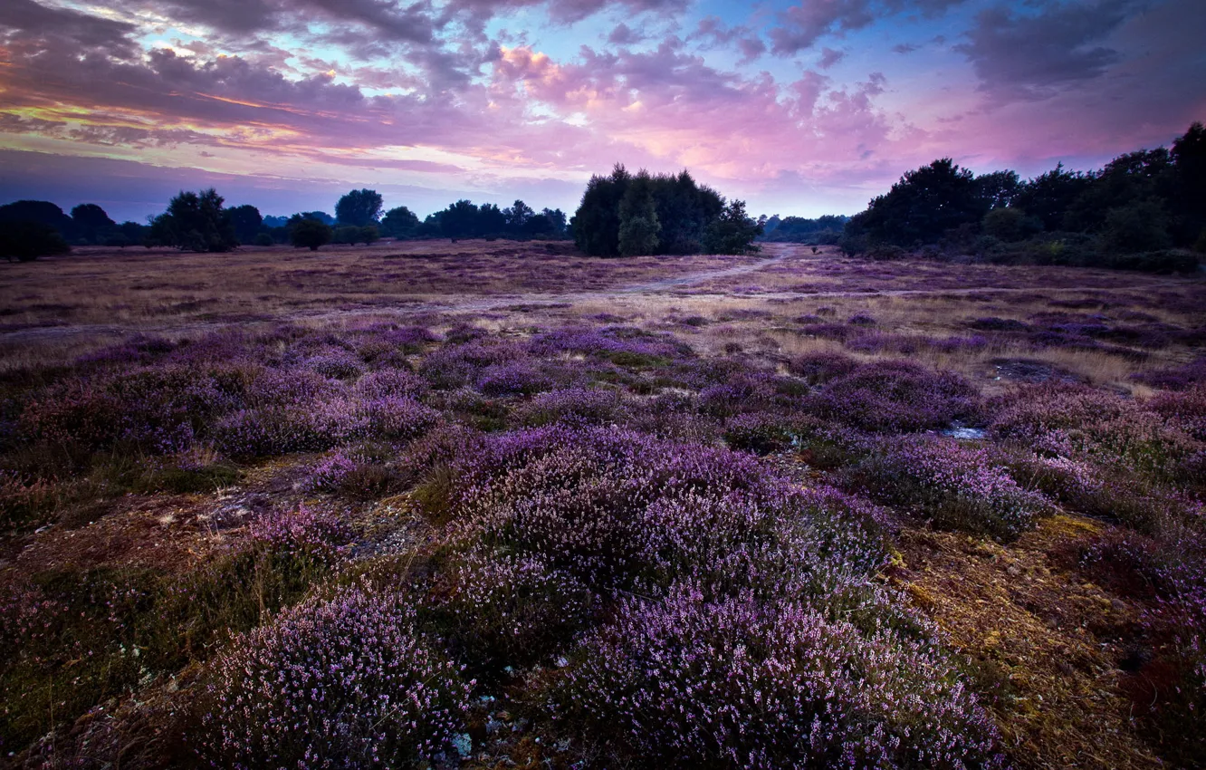 Photo wallpaper landscape, England, purple, Wortham