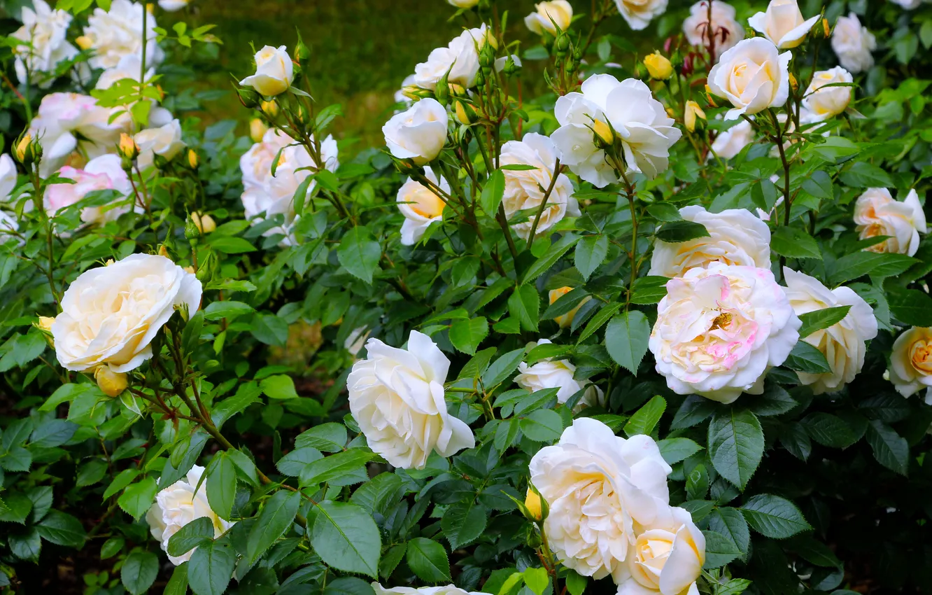 Photo wallpaper flower, roses, blooming