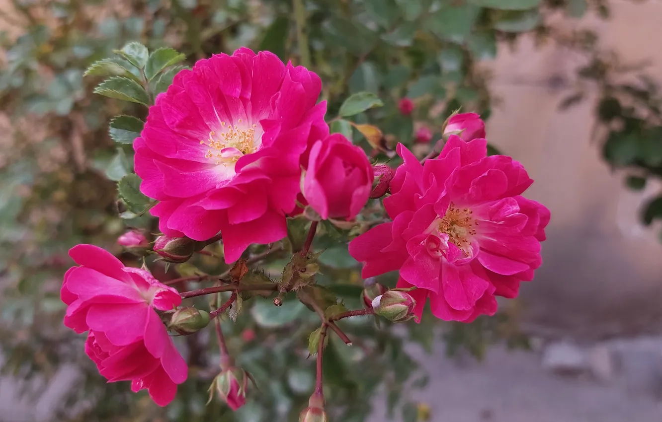 Photo wallpaper Flowers, Roses, Flowers, Roses
