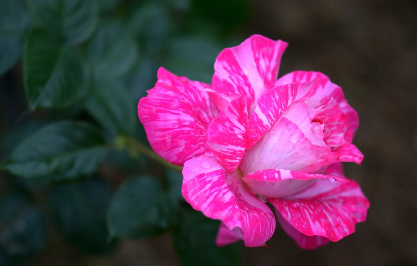 Photo wallpaper leaves, flowers, roses, pink, striped, bokeh