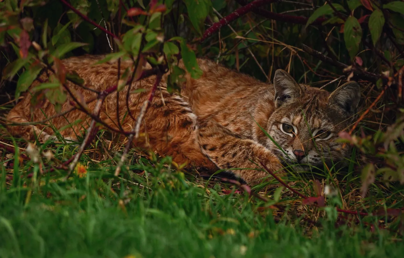 Photo wallpaper forest, lies, lynx