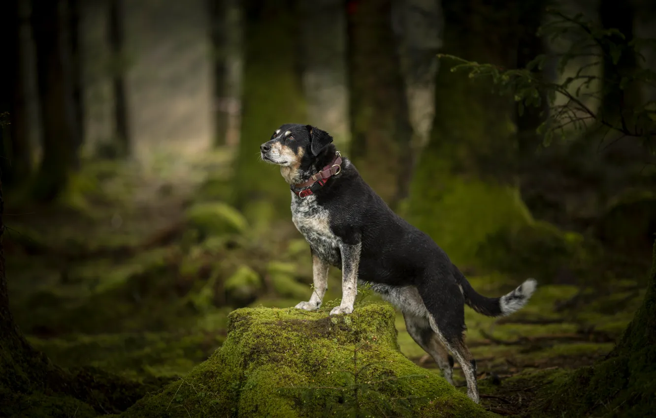 Photo wallpaper forest, pose, each, dog