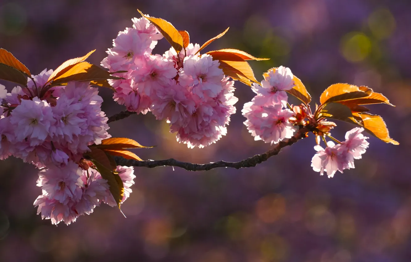 Photo wallpaper leaves, light, flowers, branches, spring, pink, flowering, almonds