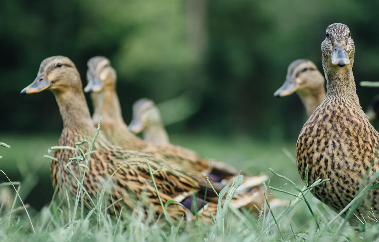 Photo wallpaper grass, bird, duck, feathers, looks
