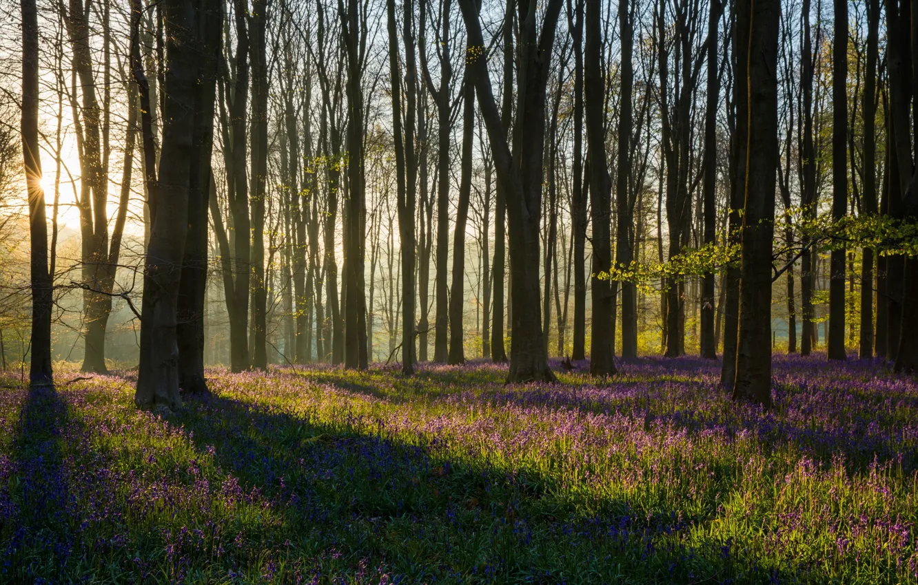 Photo wallpaper forest, light, spring, morning