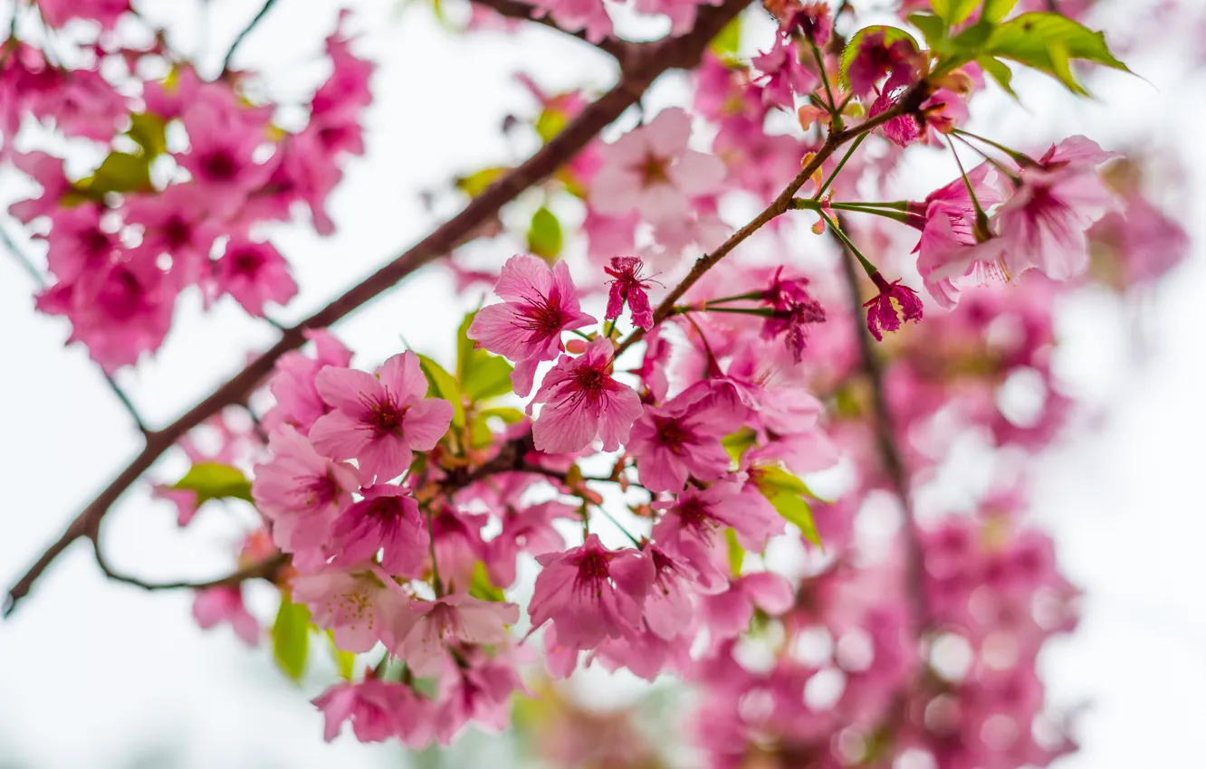 Photo wallpaper the sky, branches, spring, Sakura, flowering, pink, blossom, sakura
