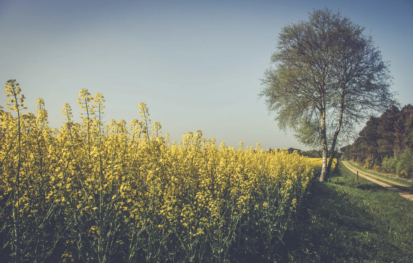 Photo wallpaper road, the sky, trees, flowers, shadow, field of flowers