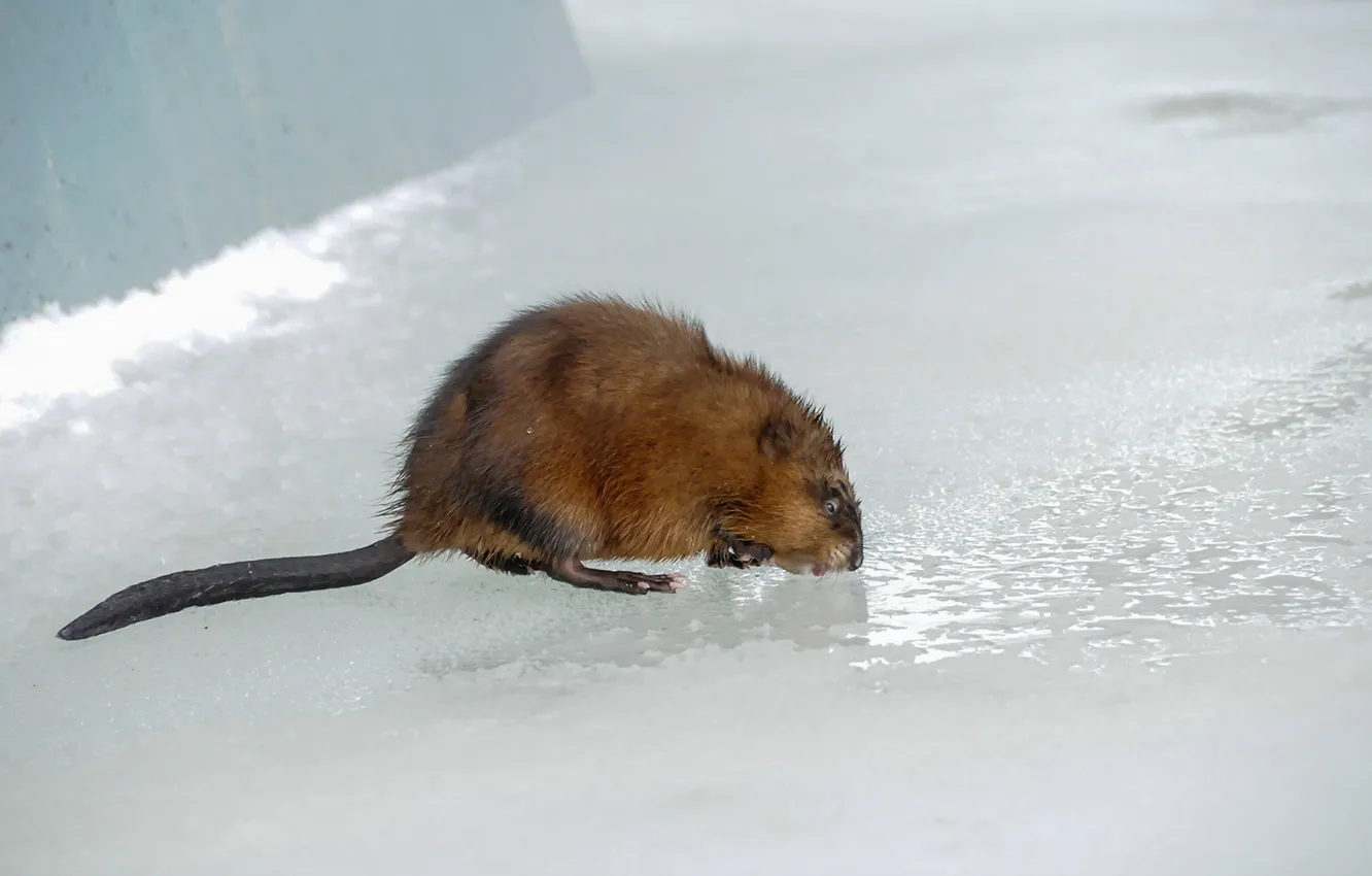 Photo wallpaper ice, nature, rat
