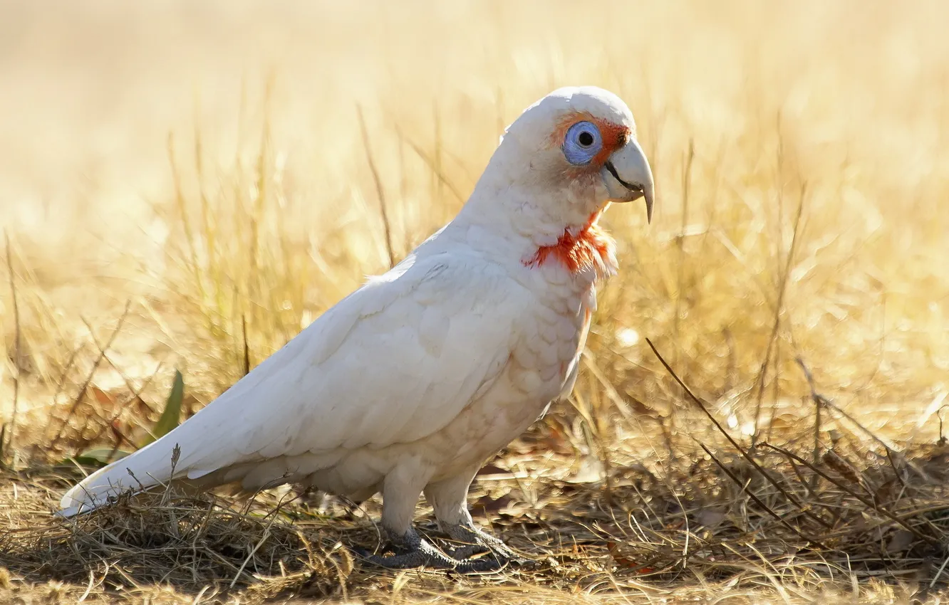 Photo wallpaper bird, Cacatua tenuirostris, Long-billed Corella