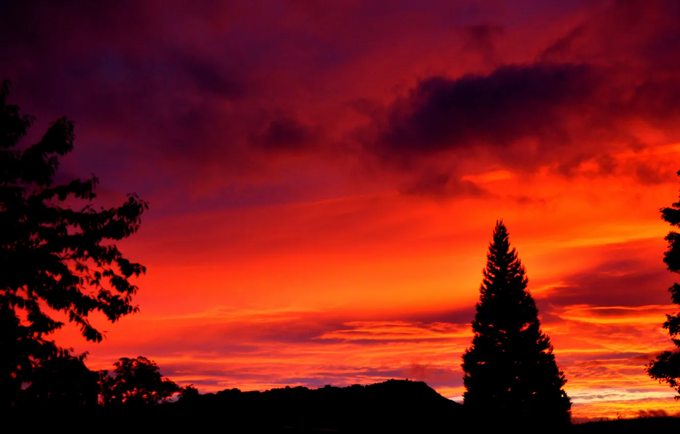 Photo wallpaper the sky, clouds, trees, silhouette, glow