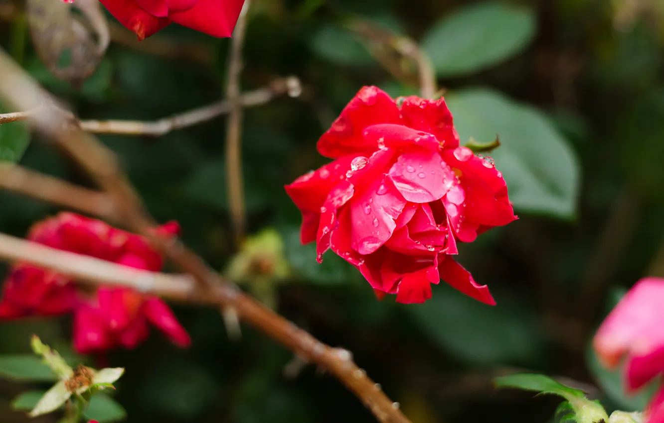 Photo wallpaper flower, rose, Bush