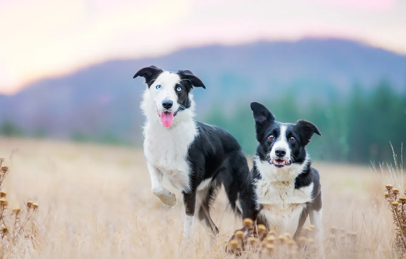 Photo wallpaper background, each, dog