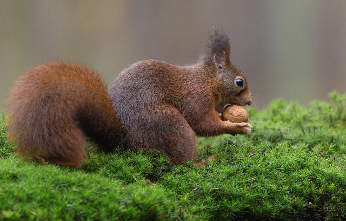 Photo wallpaper nature, background, moss, walnut, protein, red, lunch, rodent