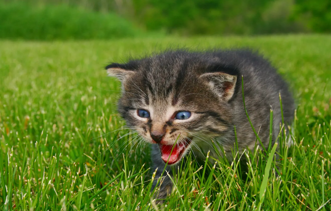 Photo wallpaper greens, grass, eyes, nature, photo, animal, blue, kitty