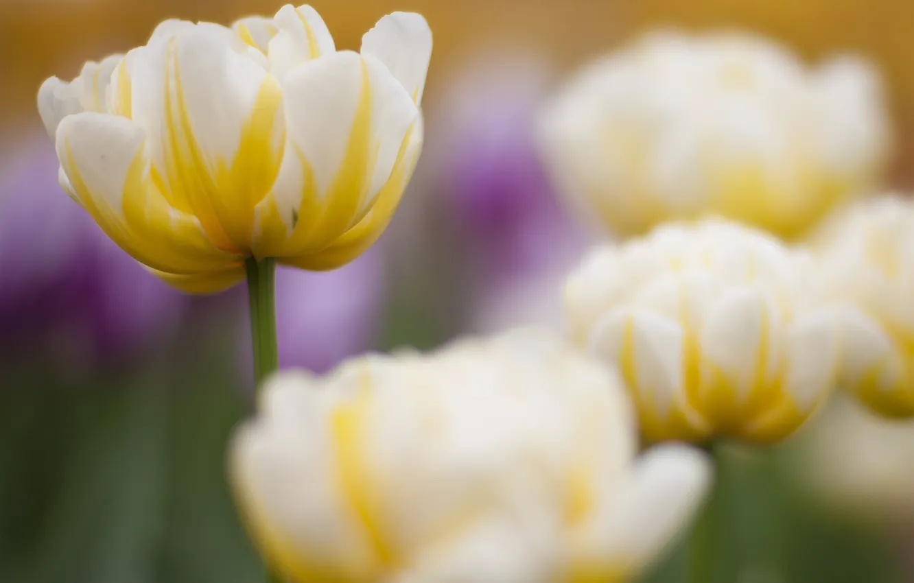 Photo wallpaper flower, Tulip, focus, spring, yellow-white