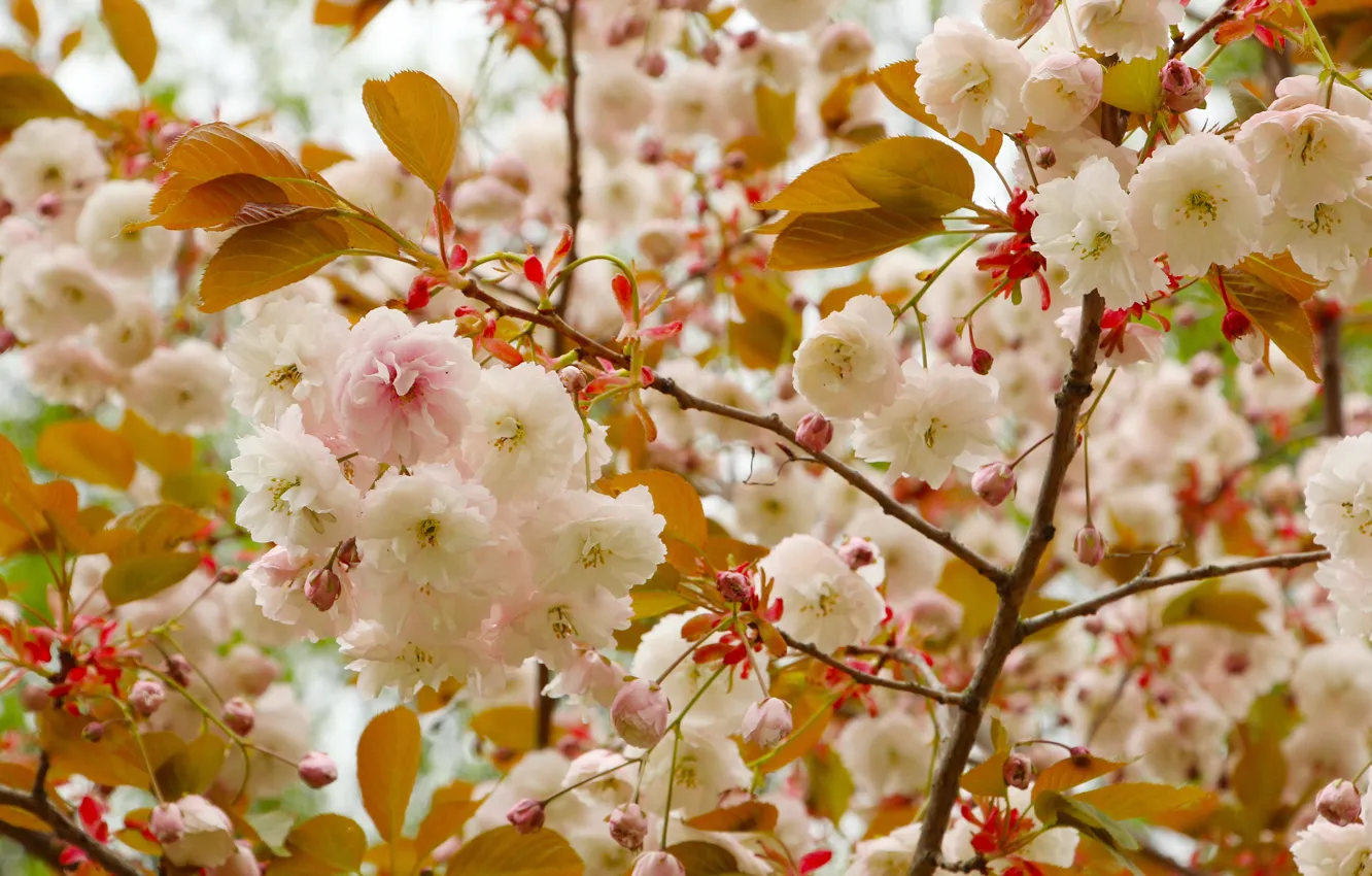 Photo wallpaper flower, spring, bloom