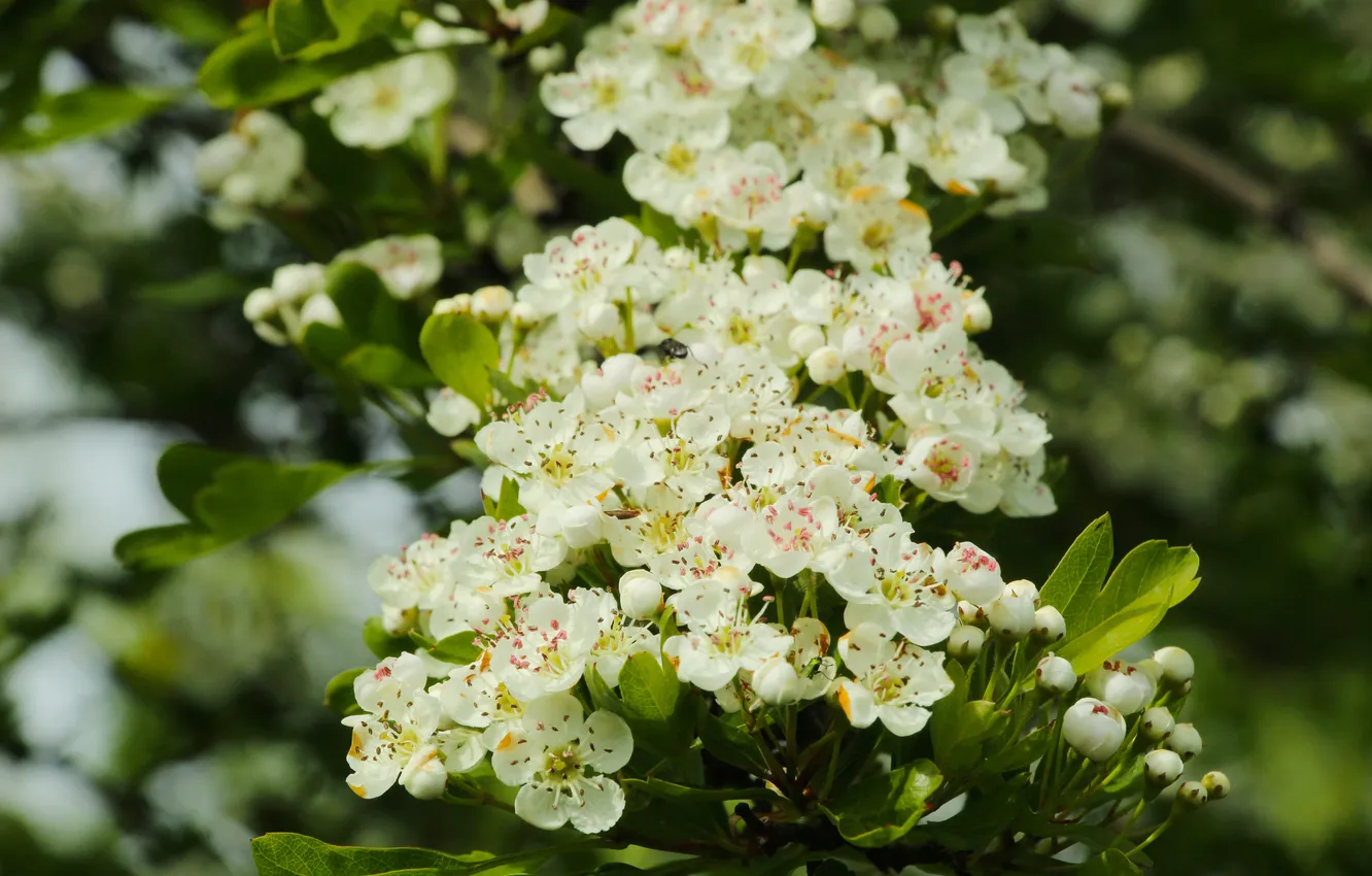 Photo wallpaper white, flower, blooming