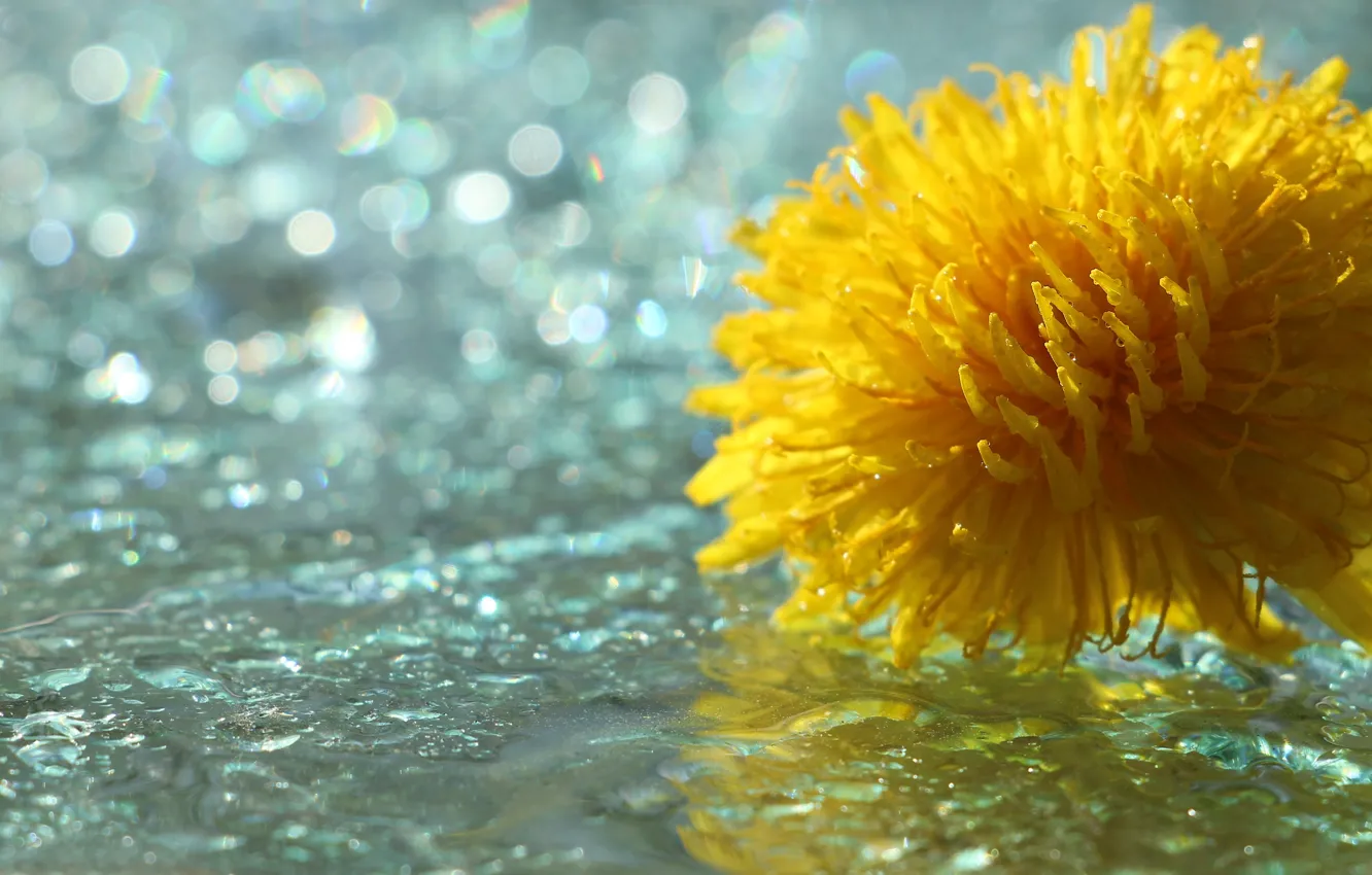 Photo wallpaper flower, yellow, water, drops