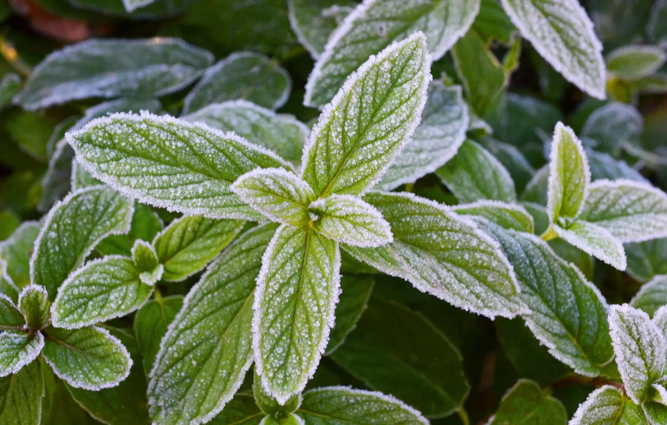 Photo wallpaper drops, background, inflorescence, mint.