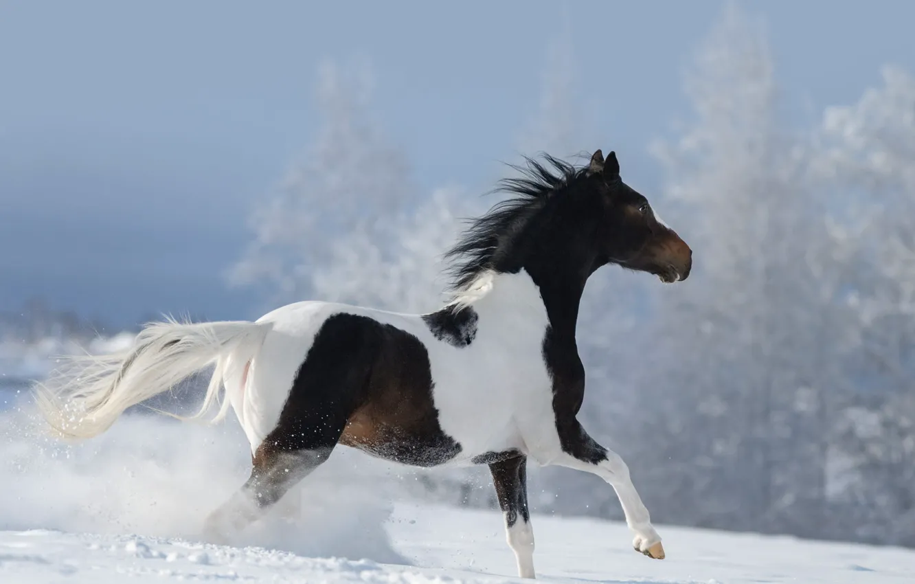 Photo wallpaper winter, frost, forest, the sky, snow, trees, nature, horse