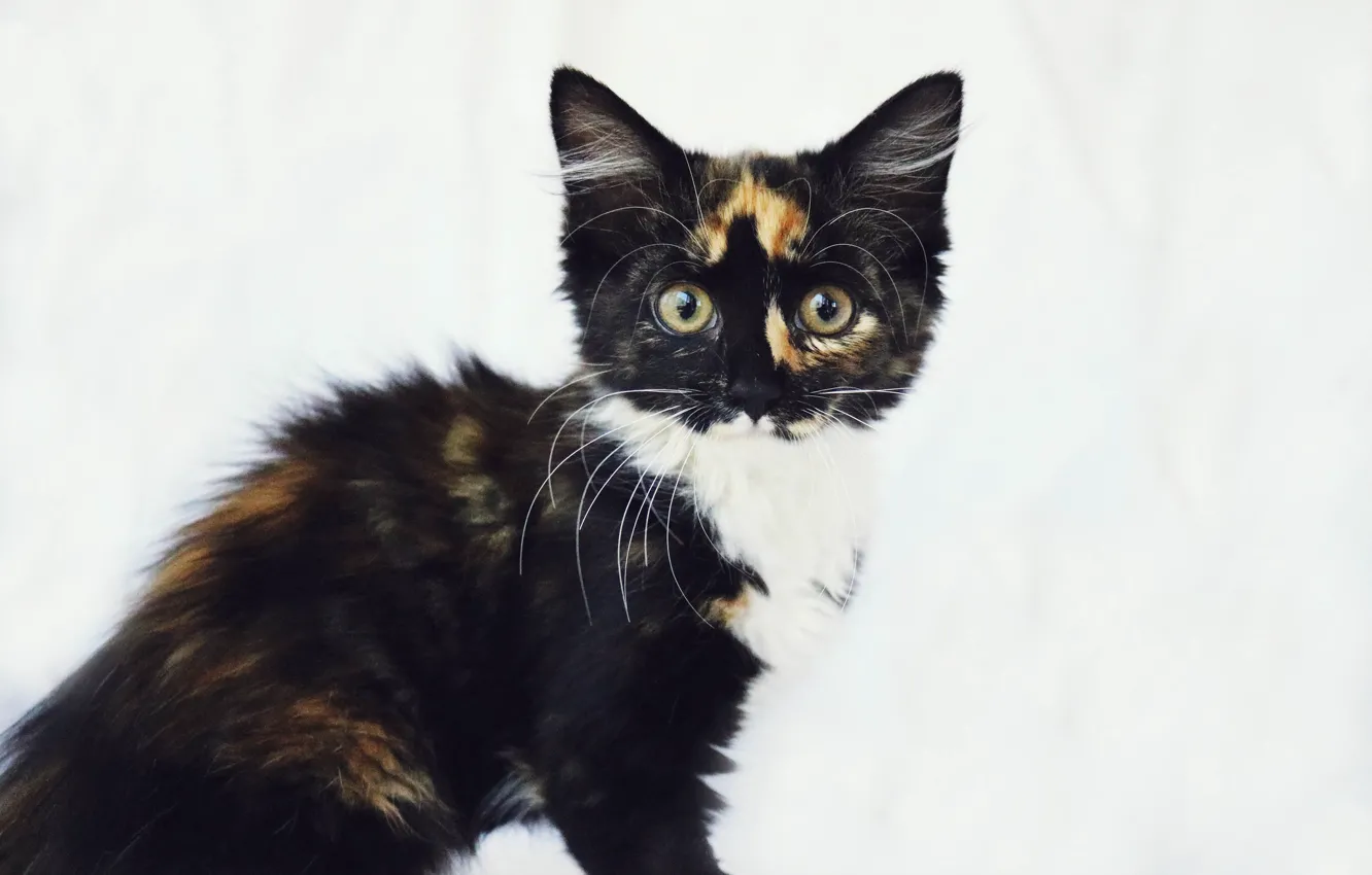 Photo wallpaper eyes, look, kitty, cute