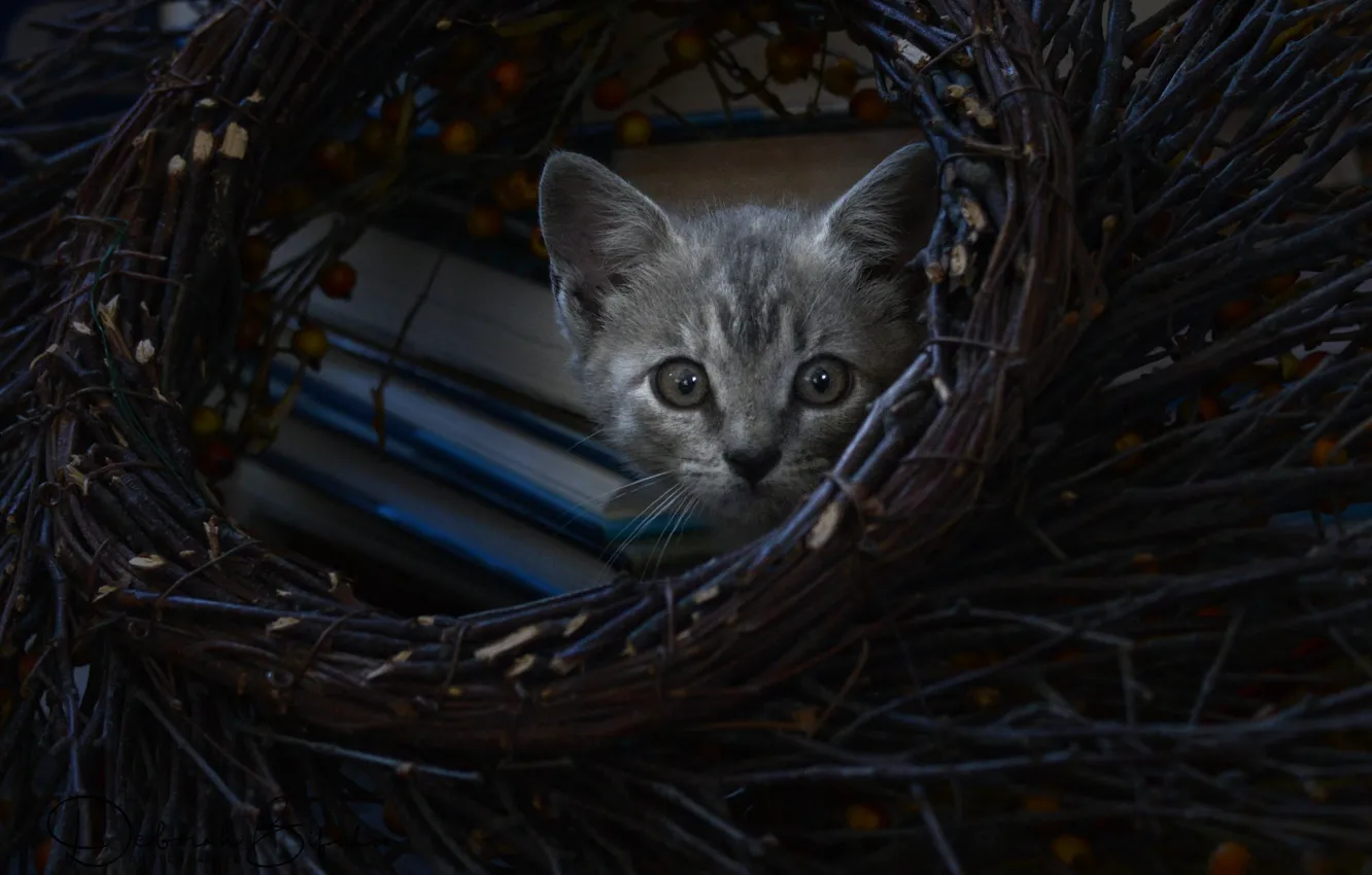 Photo wallpaper look, kitty, wreath