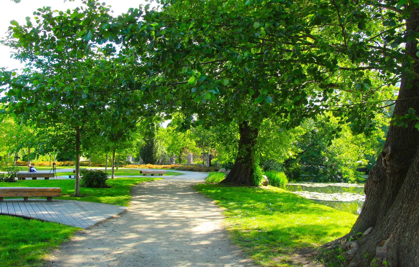 Photo wallpaper trees, park, alley