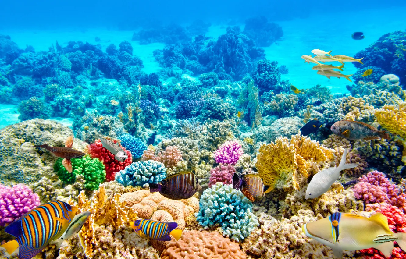 Photo wallpaper fish, blue, the bottom, corals, underwater world