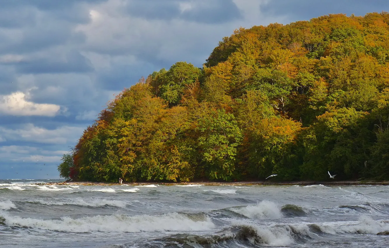 Photo wallpaper sea, wave, autumn, the sky, trees, clouds, storm, Nature