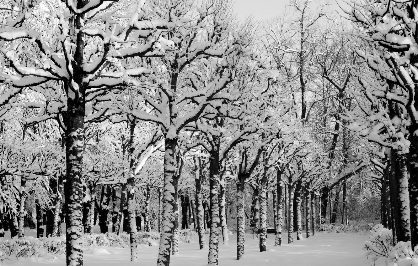 Photo wallpaper winter, snow, trees, nature, Park, frost, track, a number