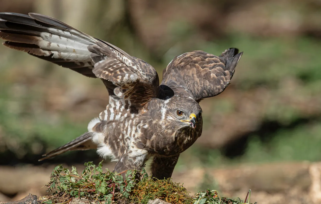 Photo wallpaper bird, predator, Buzzard