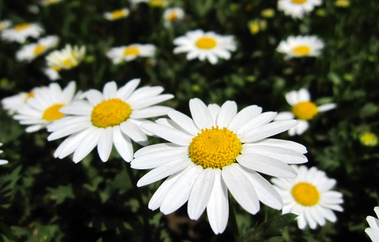Photo wallpaper summer, flowers, chamomile, the sun