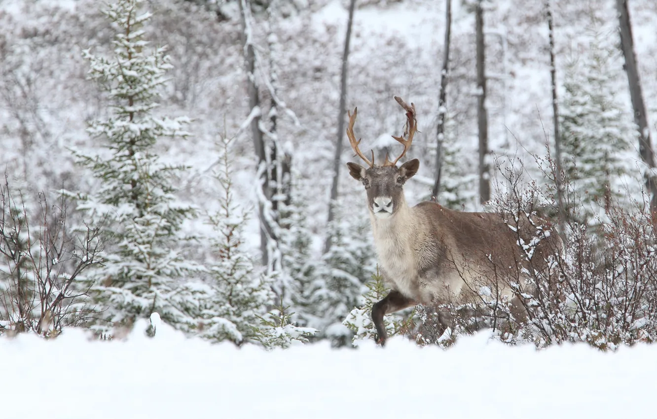 Photo wallpaper winter, forest, snow, nature, reindeer