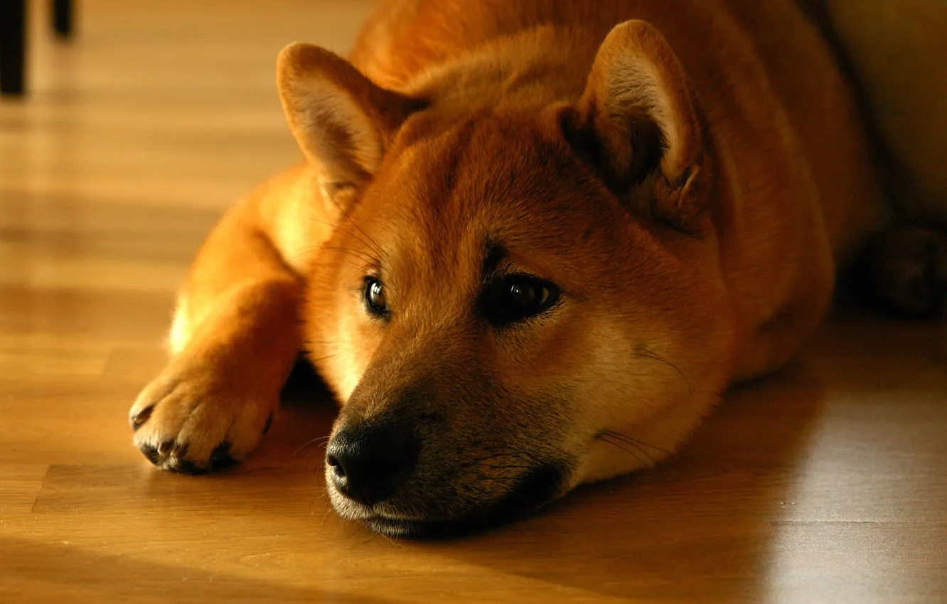 Photo wallpaper face, lies, Shiba inu