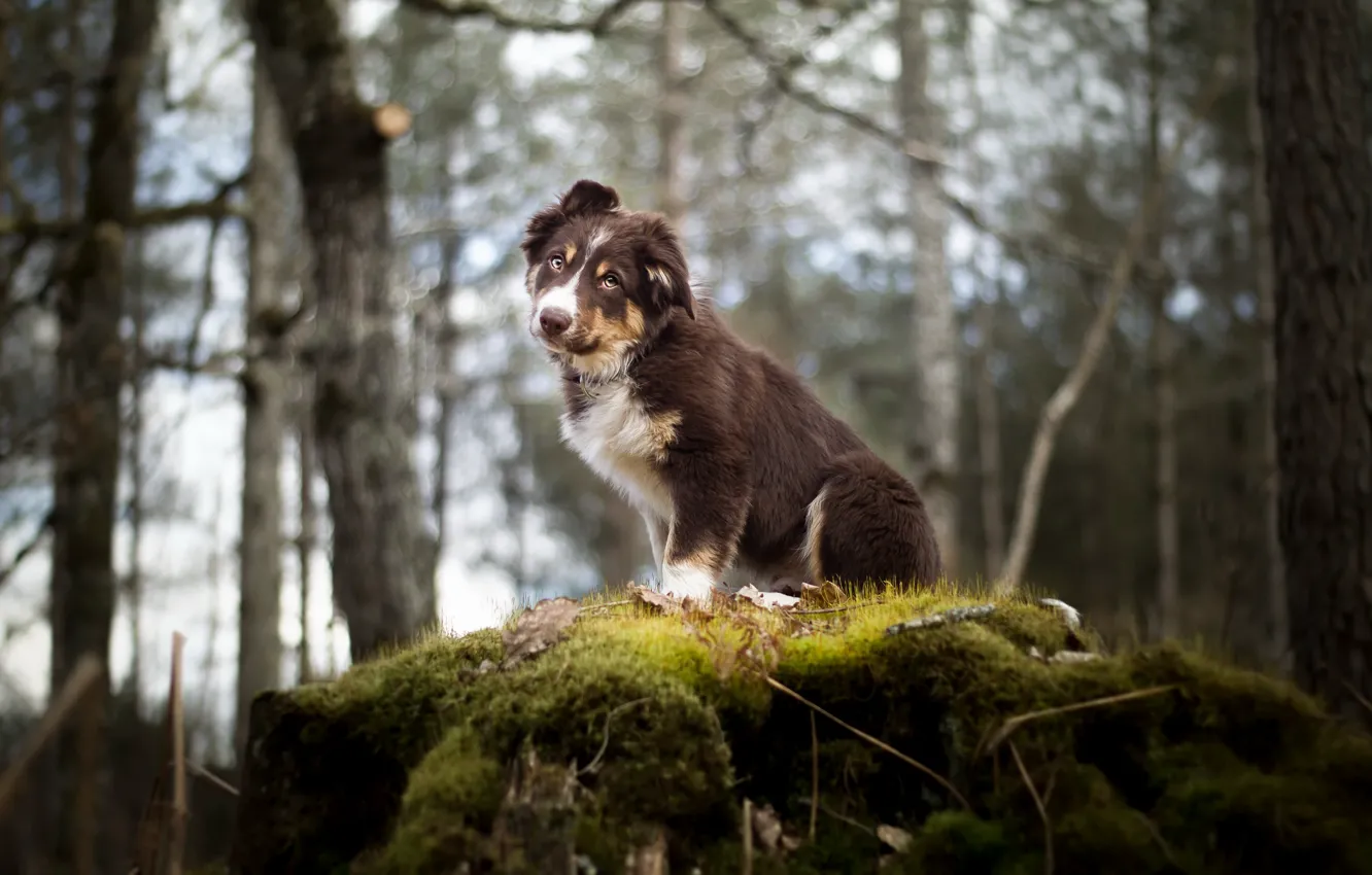 Photo wallpaper forest, look, dog