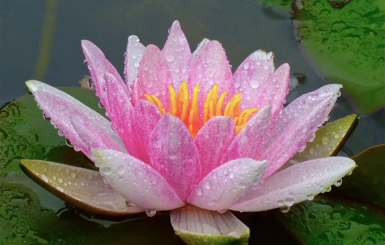 Photo wallpaper Water, Flower, Lily, Water Lily