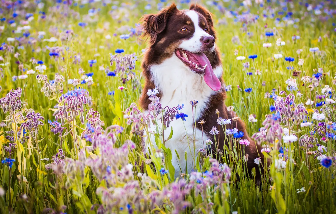 Photo wallpaper language, joy, flowers, mood, dog, meadow, Australian shepherd