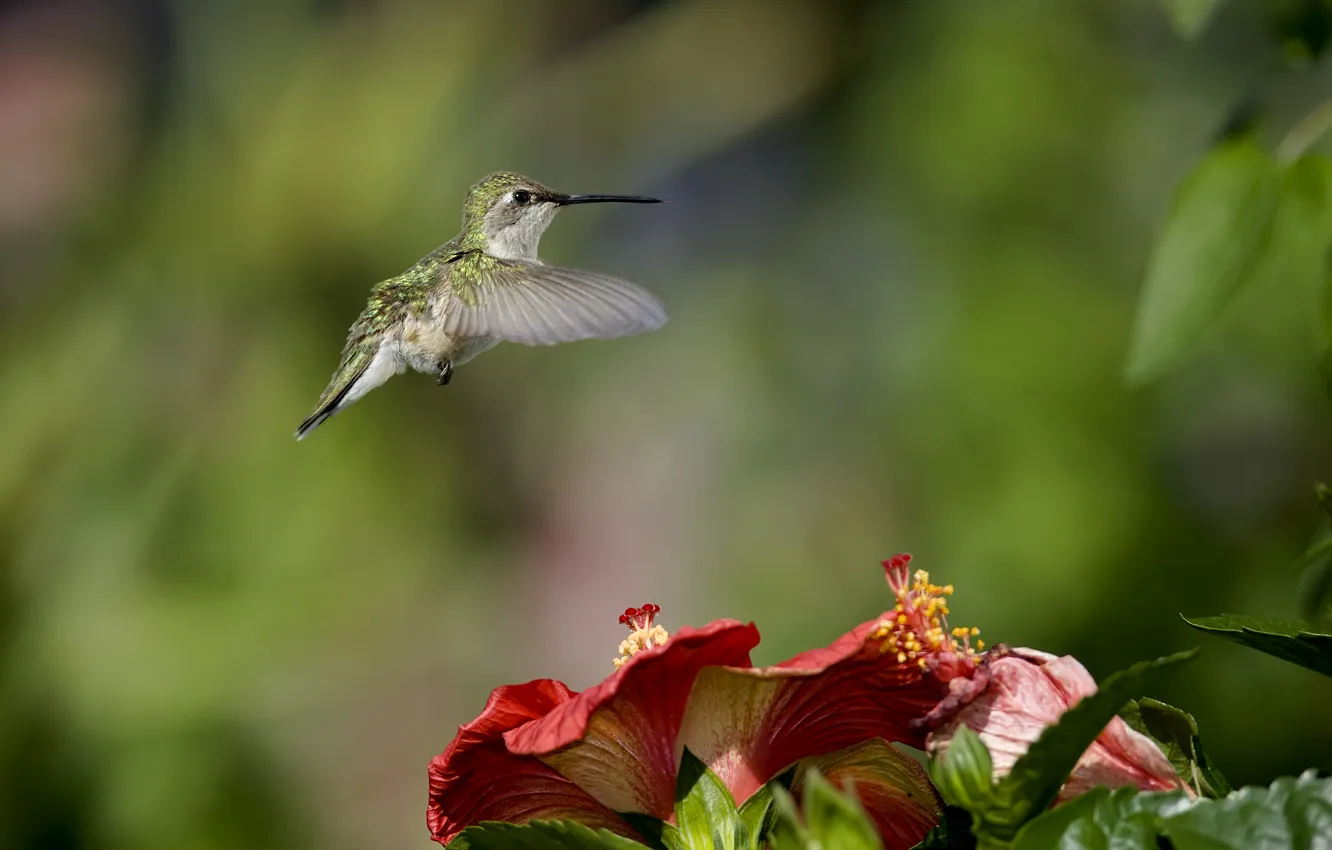 Photo wallpaper greens, flowers, nature, bird, focus, blur, Hummingbird, hibiscus