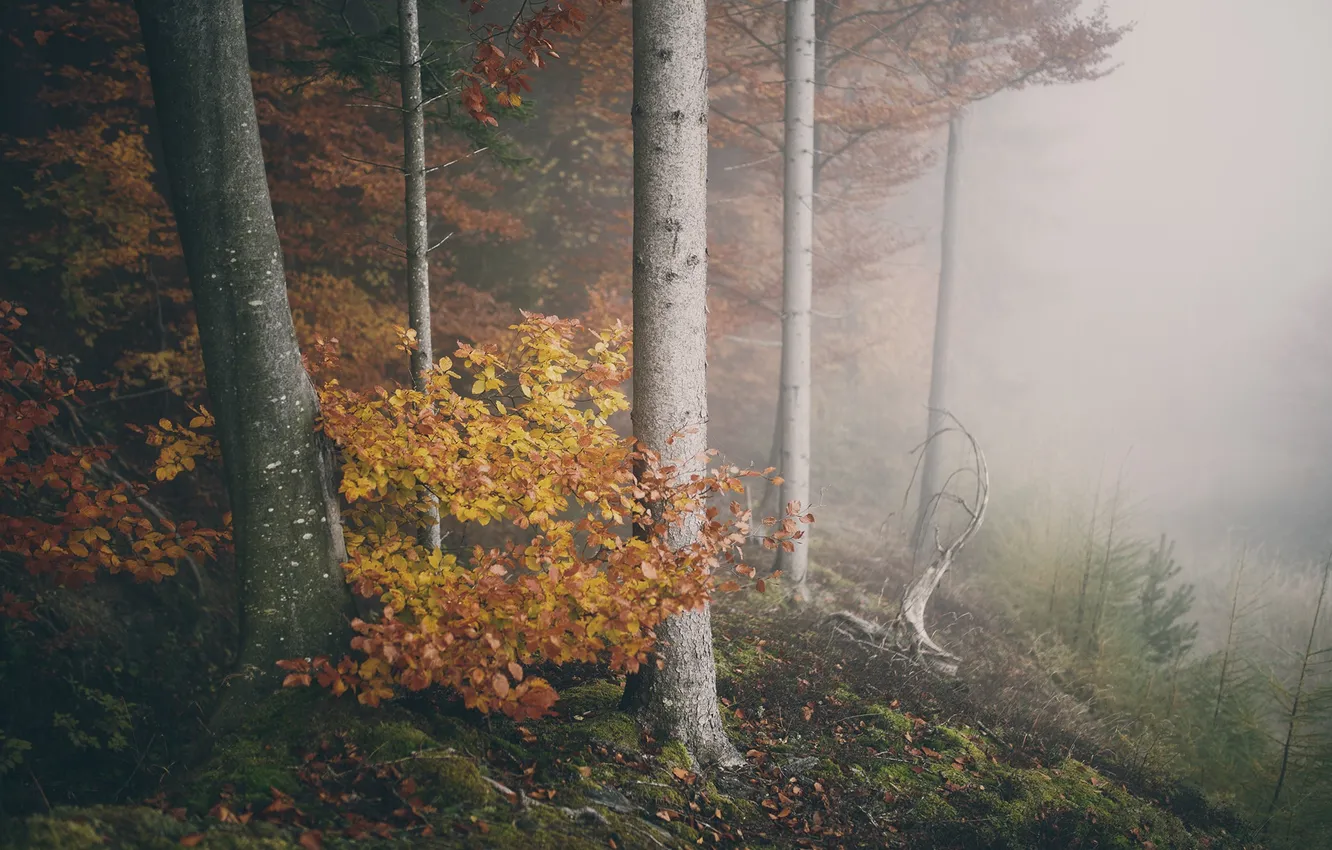 Photo wallpaper autumn, forest, leaves, trees, fog, branch